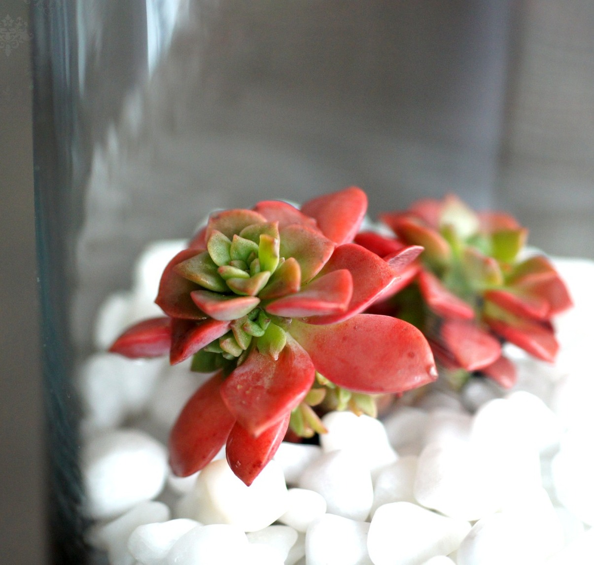 Red succulent rosettes on white pebbles in a glass tube